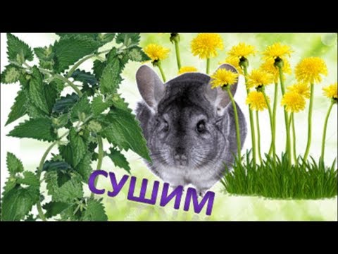 Видео: Сушим ШИНШИЛЛАМ крапиву и одуванчик.DIY