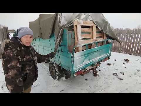 Видео: Племенной бык к 8 марта! Дела на ферме...