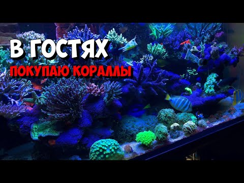 Видео: Покупаю кораллы | г. Владивосток