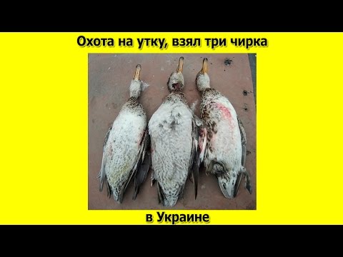 Видео: Охота на утку  взял три чирка
