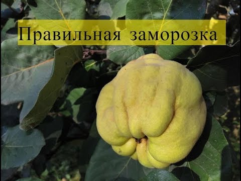Видео: Как заморозить яблоки, грушу и айву на зиму