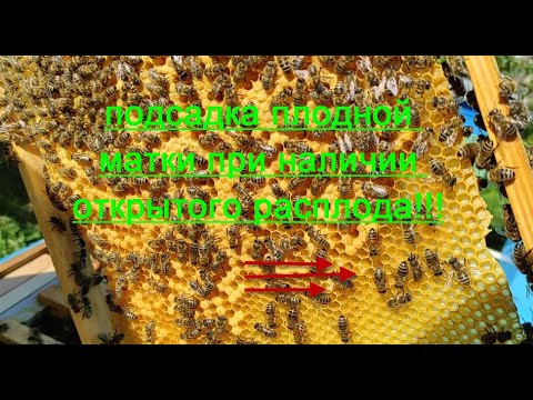 Видео: КАК ПОДСАДИТЬ МОЛОДУЮ ПЛОДНУЮ МАТКУ НА 100%!!!  ЧАСТЬ 2.  РЕАЛЬНАЯ  ПРАКТИЧЕСКАЯ ВИДЕОИНСТРУКЦИЯ !!!