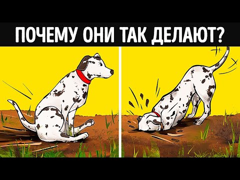Видео: О чем на самом деле говорит странное поведение собаки