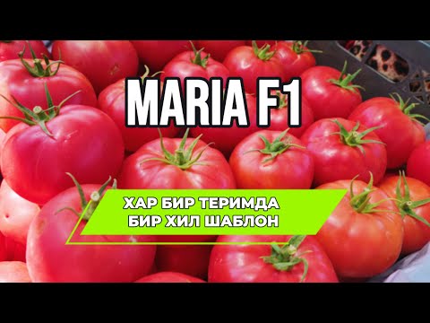 Видео: 🍅 MARIA F1 – ҲАР ТЕРИМДА БИР ХИЛ СИФАТ, ШАКЛ ВА ТАЪМ! 🌿🔥