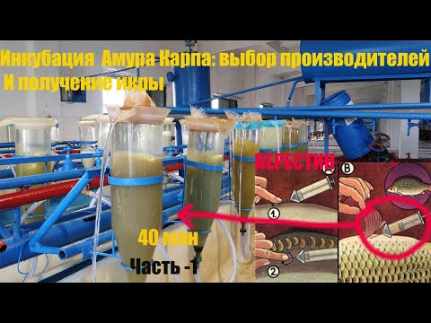 Видео: ИНКУБАЦИЯ АМУРА КАРП И ПОДГОТОВКА ИНКУБАЦИОНИ ЦЕХА| ПОЛУЧЕНИ ИКРЫ И ВЫКЛЕВ ЛИЧИНКИ ЧАСТЬ 1