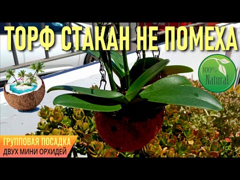 Видео: ГРУППОВАЯ ЭКОПОСАДКА ДВУХ ОРХИДЕЙ В СКОРЛУПУ КОКОСА! КОГДА ПРАВИЛЬНО И ВОВРЕМЯ ПЕРЕСАДИТЬ ОРХИДЕЮ?