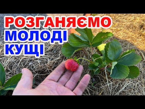 Видео: Чим підживити полуницю зараз, щоб весною був урожай!