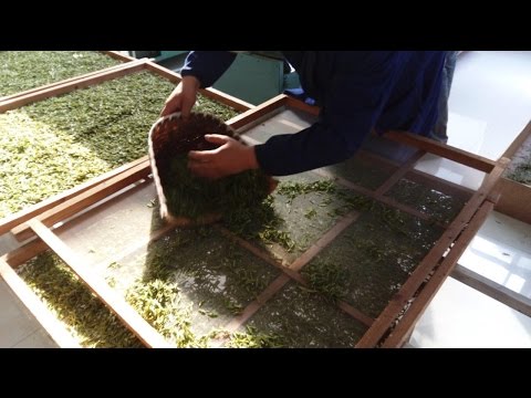 Видео: Китайский зелёный чай