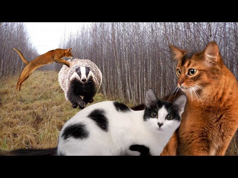 Видео: Коты Воители - Путь Древесного племени / часть 5