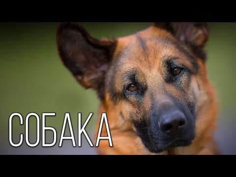 Видео: История Появления Собаки: Интересные факты про собак