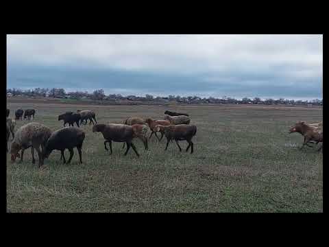 Видео: Сказ о том, как мы зимой овец пасем.