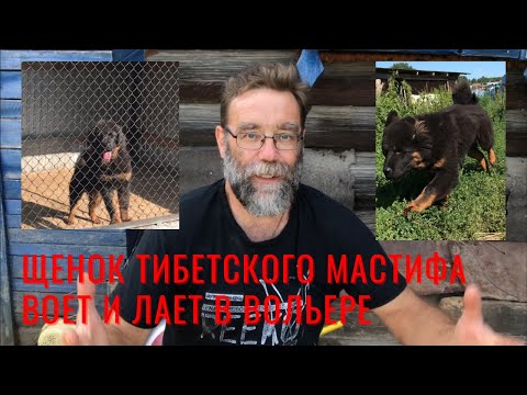 Видео: Щенок тибетского мастифа воет и лает в вольере