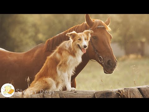 Видео: Расслабляющая музыка для собак! Песни для глубокого сна, чтобы успокоить собак! Музыка для спокой...