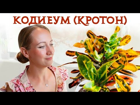 Видео: Формирование, черенкование, размножение КРОТОНА | Результат сразу в видео!