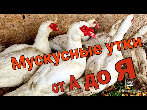 Видео: Всё о мускусных утках/Тонкости разведение/Кормление,инкубация,забой,условия содержания