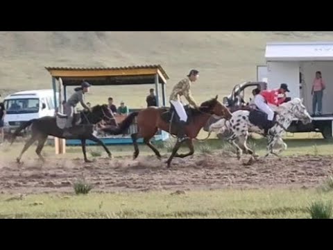 Видео: Конные скачки 2023. Зуткулей.