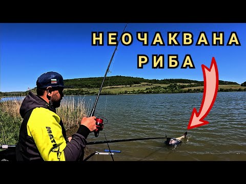 Видео: НЕОЧАКВАНА РИБА! РИБОЛОВ НА ТРОФЕЙНИ ШАРАНИ!