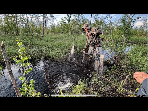 Видео: Добыча рыбы на мордушку, свежая щука на костре