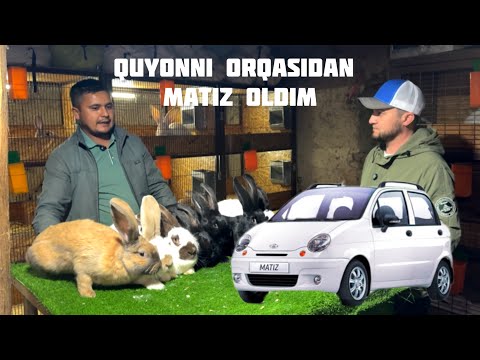 Видео: LUBAYA BIZNES XARASHA #quyonboqish #ферма #quyon #quyon #quyonbozor #декоративныекролики