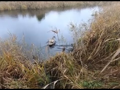 Видео: Лебедь на воле
