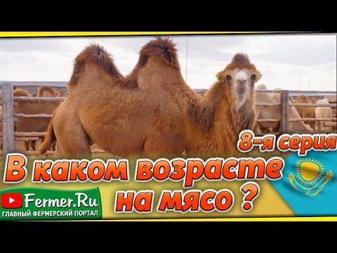 Видео: Верблюды: Путь на мясокомбинат. Судьба верблюдов решена! Почему этих верблюдов выбрали для убоя?
