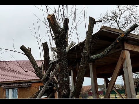 Видео: Как ОМОЛОДИТЬ старую ЯБЛОНЮ!!