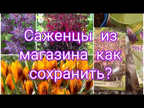 Видео: РАСТЕНИЯ КУПЛЕННЫЕ В МАГАЗИНЕ , КАК СОХРАНИТЬ ДО ВЫСАДКИ 🤔🌺