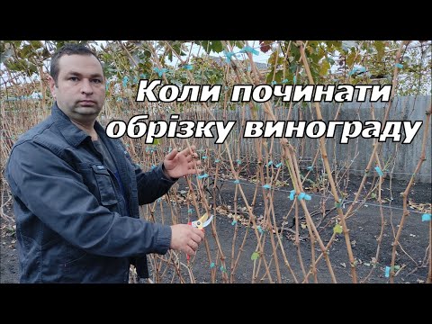 Видео: Коли починати обрізку винограду 2024