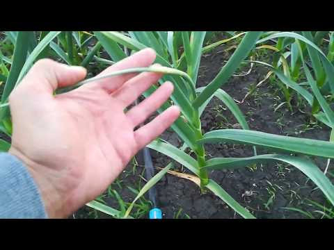 Видео: Пошла стрелка чеснока.Что делать что бы не потерять урожай
