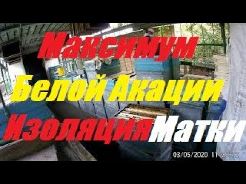 Видео: Изолируем матку- хапнуть белой акации.