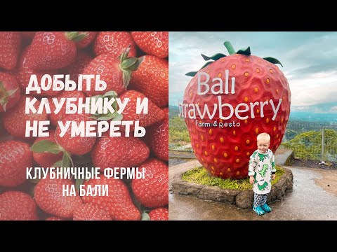 Видео: Клубничные фермы на Бали | Влог | Жизнь на Бали