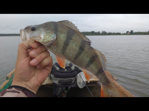 Видео: Один день из СЧАСТЛИВОЙ жизни РЫБАКА!!! 7 выпуск Рыбалка в Латвии.