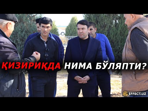 Видео: ҚИЗИРИҚ ТРЕНДДА: КУШЕРБАЕВГА БОСИМ ҚИЛИНДИ, ФЕРМЕРЛАРНИНГ БУЗИЛГАН ҲУҚУҚИ ТИКЛАНМАЙДИМИ? – EFFECT.UZ