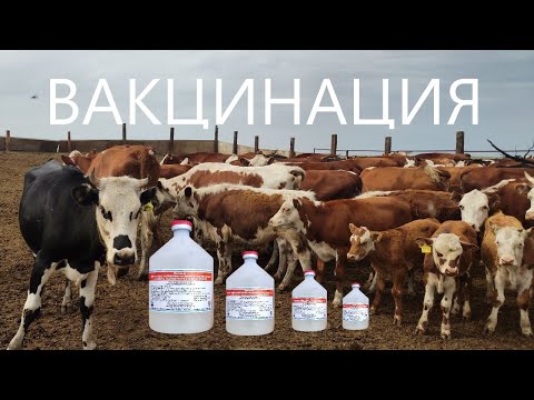 Видео: Вакцинация от Ящура. Чем колоть, когда ставить, есть ли побочные эффекты?