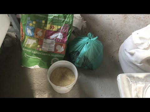 Видео: СТАРТОВИЙ КОМБІКОРМ ДЛЯ ПОРОСЯТ ПІСЛЯ ВІДЛУЧКИ//РАЦІОН КОМБІКОРМУ ВІД ЯКОГО РОСТУТЬ