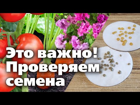 Видео: КАК ПРОВЕРИТЬ ВСХОЖЕСТЬ СЕМЯН. От этих действий зависит урожай