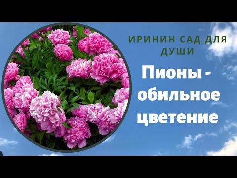 Видео: Пионы// Готовим к обильному цветению в новом сезоне.//Мой опыт, который дает отличный результат.