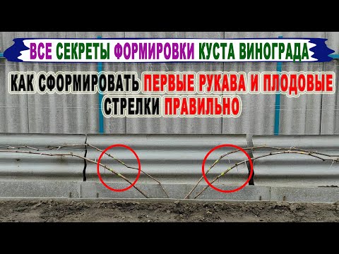 Видео: 🍇 Обязательно сделайте ЭТО весной на винограде. Формируем  ПЕРВЫЕ РУКАВА И ПЕРВЫЕ ПЛОДОВЫЕ СТРЕЛКИ.