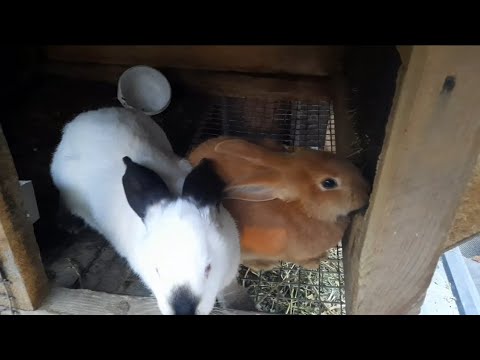 Видео: Жаңадан қоян алдық , Қояндарымызды қаштырттық 🐰🐇