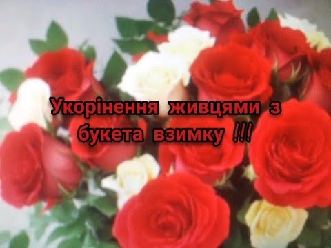 Видео: ЯК ПОСАДИТИ ТРОЯНДИ З БУКЕТА ВЗИМКУ НА ГОРОДІ - 100% РЕЗУЛЬТАТ !!?