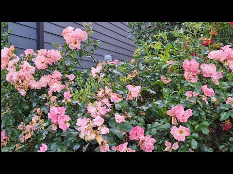 Видео: Как я Снимаю КОМНАТУ В АМЕРИКЕ у Американцев, сколько это Стоит? Какие условия для меня,мне Нравится