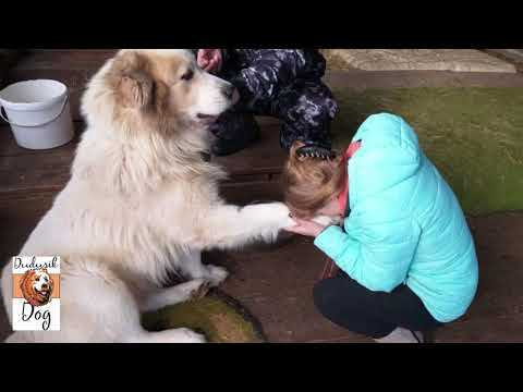 Видео: Мифы о кавказской овчарке