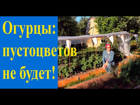 Видео: С этим средством все огурцы завяжутся!