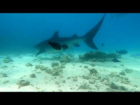 Видео: Кормим Тигровых Акул под водой на Мальдивах