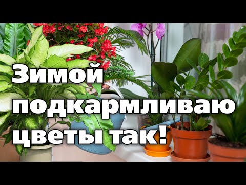 Видео: Зимний уход за комнатными цветами. Освещение, поливы, подкормки