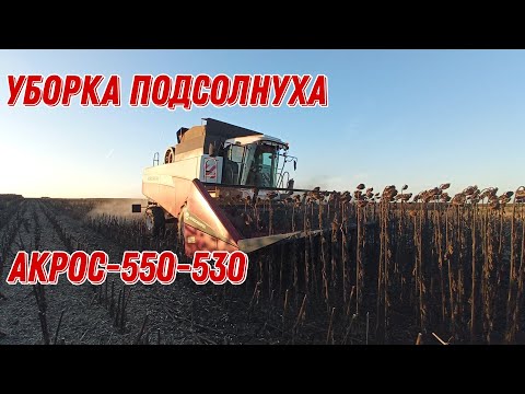 Видео: 🚜🌻🍁|Уборка подсолнуха Акрос-550-530|Хорошая урожайность🍁🌻🚜