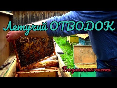 Видео: Отводок с лётной пчелой не выезжая с пасеки. Так тоже можно уйти от роения.
