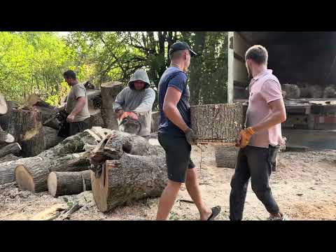 Видео: STIHL 361 та 462 на відземках👍👍👍