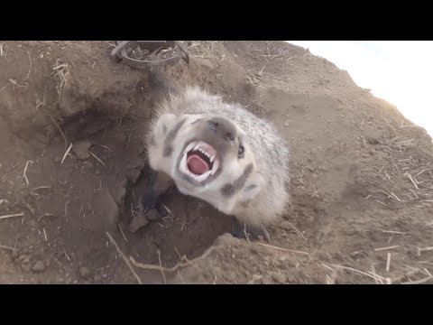 Видео: Эпизод 18 LBL «Ремейк барсука» #горныелюди #охотниккойот #барсук #барсуки #охотниккойот