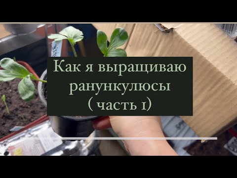 Видео: Как я выращиваю ранункулюсы ( часть 1)